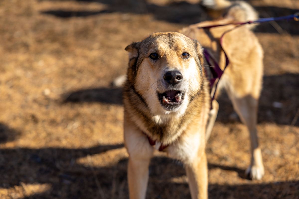 Dog lunging on a tight leash with its weight loaded forward, the offensive posture owners read as aggression