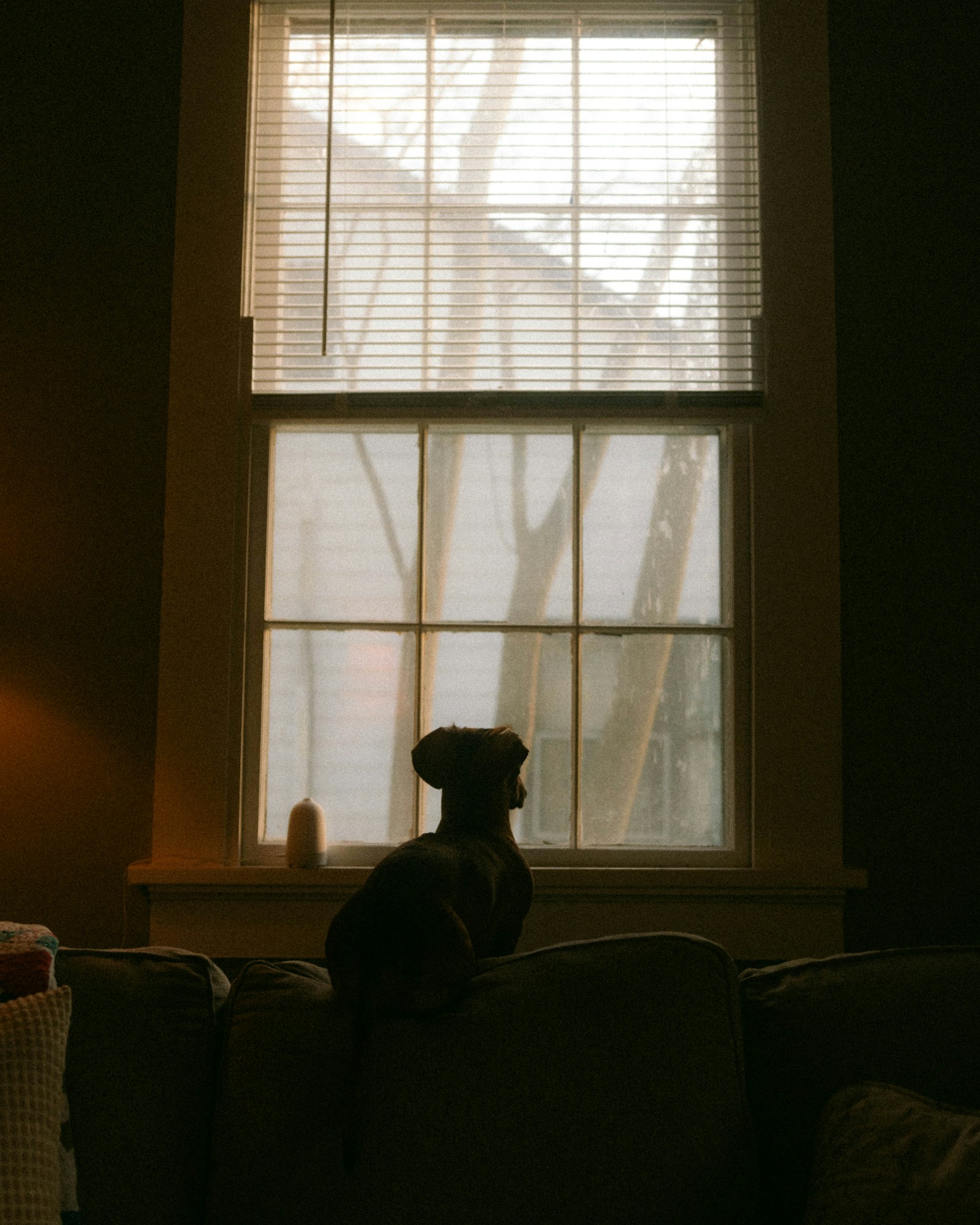 Dog sitting upright on a couch watching out the window, the alert posture of a sound-sensitive dog ready to bark at the next noise outside the fence