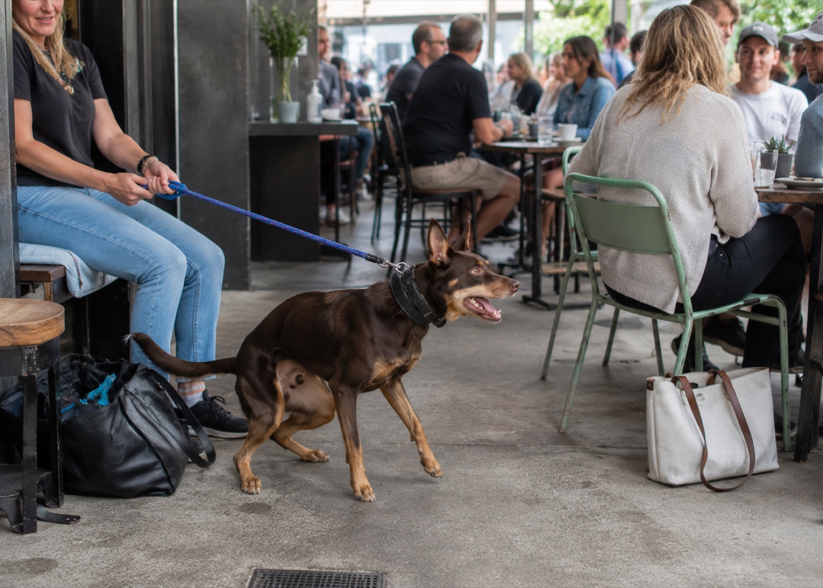 Australian Kelpie portrait with the attentive working-breed expression Tayla and Michael learned to read on Gibbs in real time
