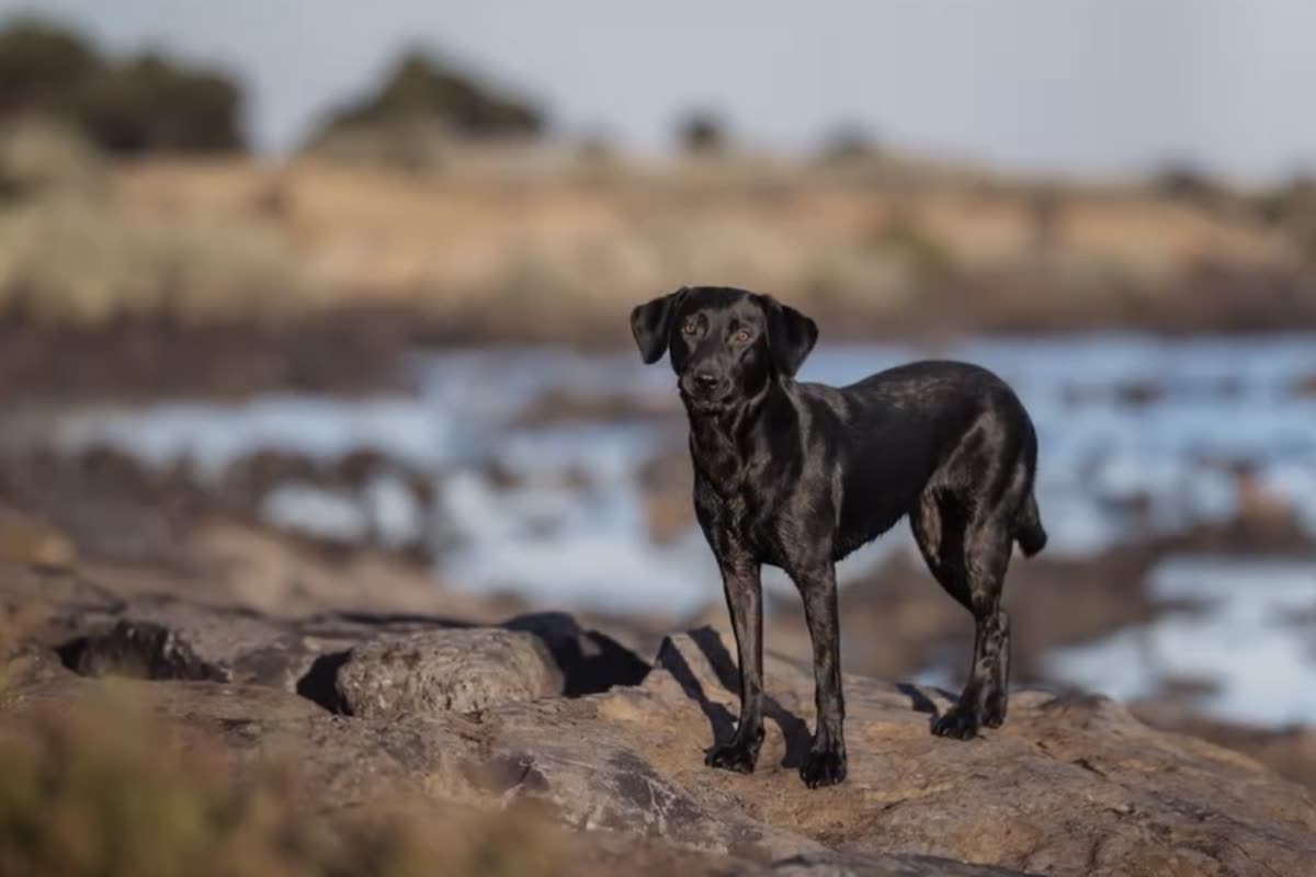 A black Labrador standing completely still on the rocks at the water's edge, calm at baseline