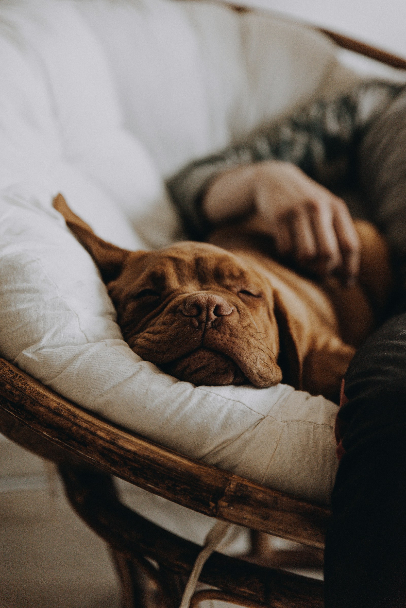 Brown dog in quiet repose on a white bed, the genuine off-time in CALM that does the work of dropping the waterline