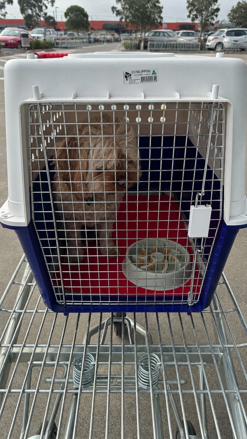 Cavoodle standing calmly inside an airline approved crate with the door closed, on a trolley in a car park