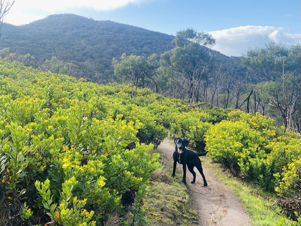A black Labrador off lead on a bush trail, stopped and turned back to check where her person is
