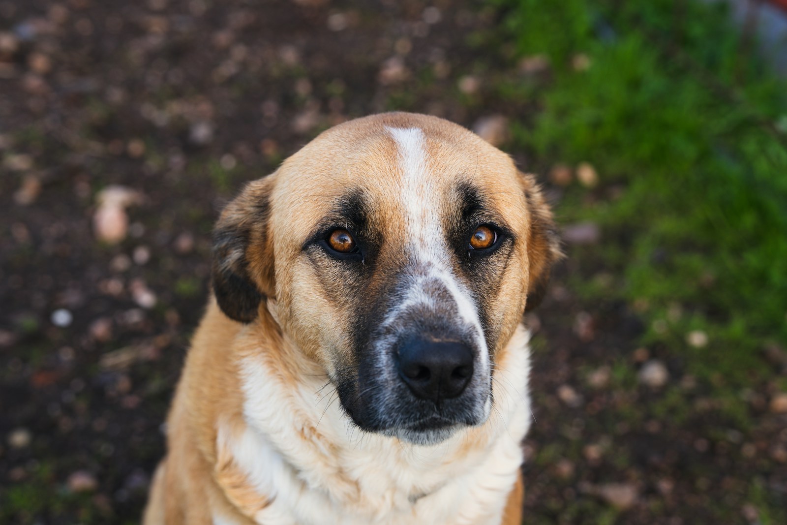 Tan and white dog making soft eye contact with a relaxed mouth and easy ears, the kind of low-arousal canine body language owners learn to read first