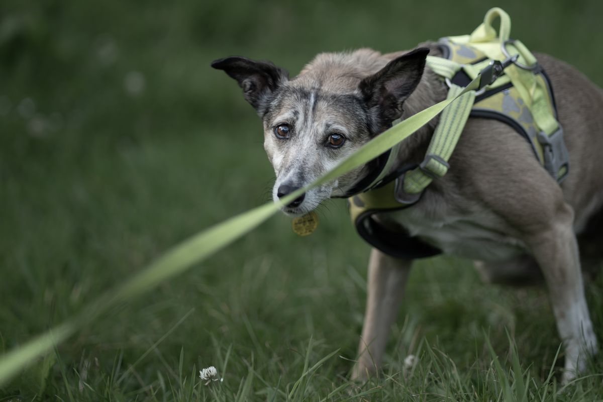 A dog leaning into a tight leash on a walk, weight forward and up on its toes, the classic pulling posture