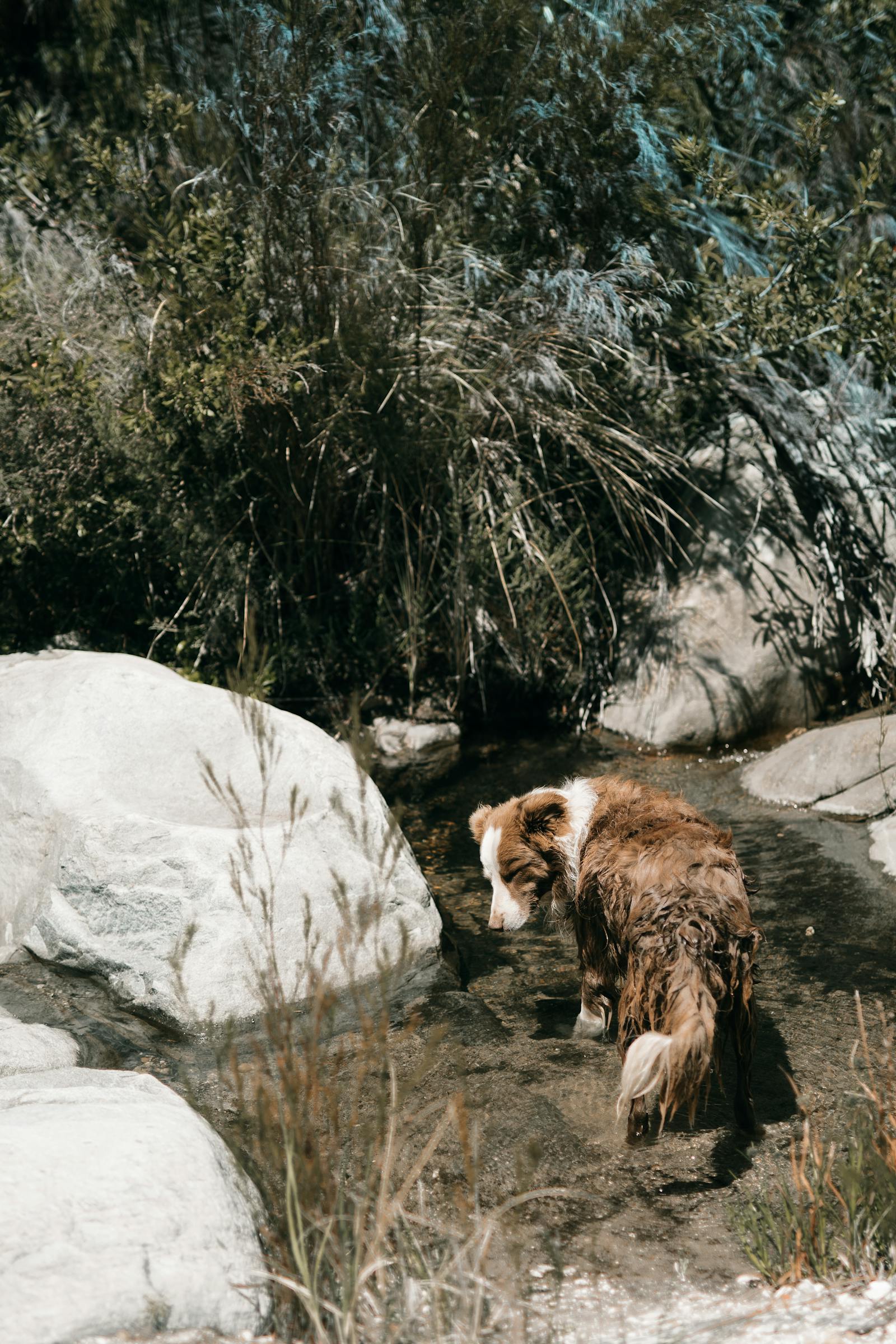Dog wading slowly through a shallow river surrounded by rocks and trees, the kind of contained EXPLORE setting that does not rehearse the reactive walk pattern