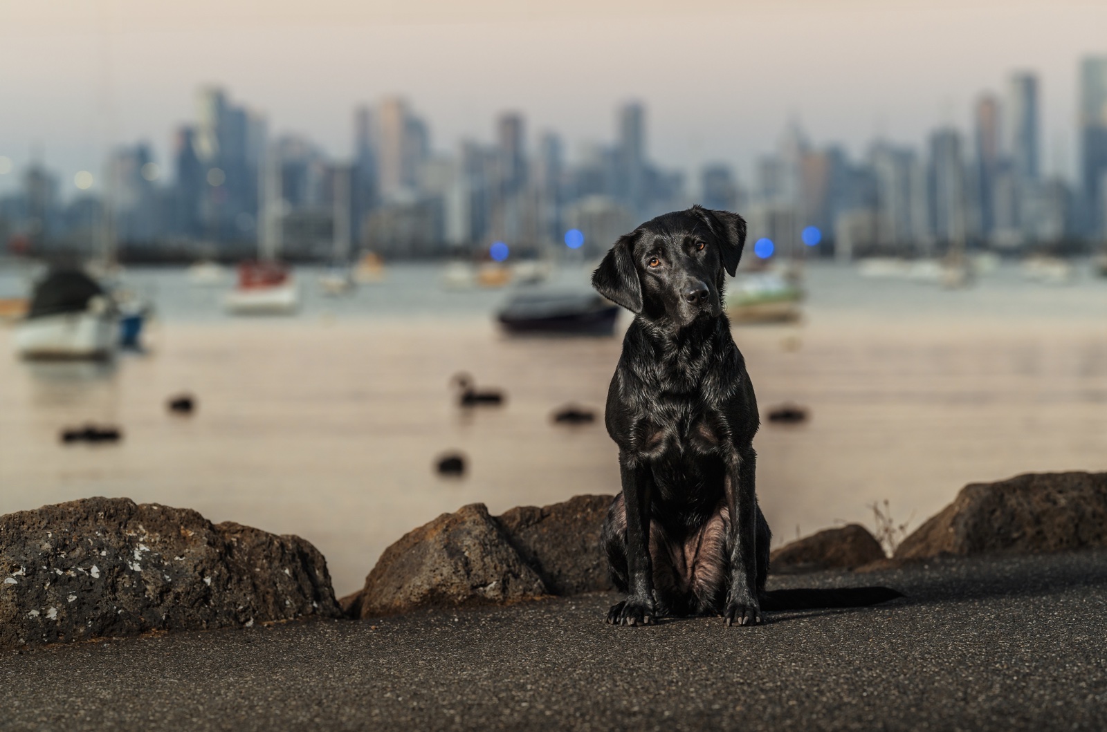 Map of Melbourne's inner west and inner city showing the suburbs Diona covers for in-person dog training: Newport, Docklands, Williamstown, Yarraville, Spotswood, Altona North, Port Melbourne, South Kingsville