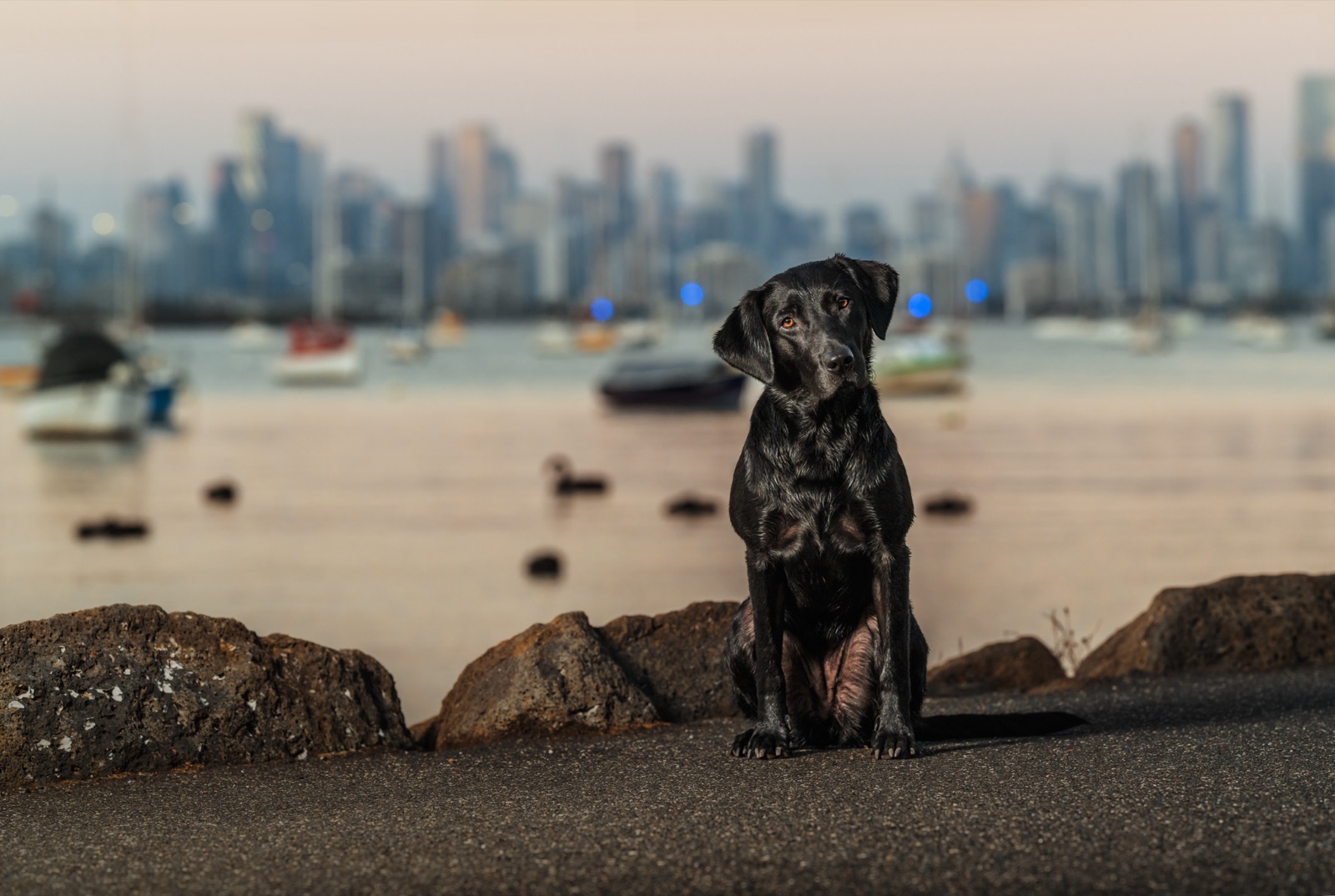 Calm, regulated black Labrador sitting relaxed by the Melbourne skyline, showing dog reactivity managed rather than cured