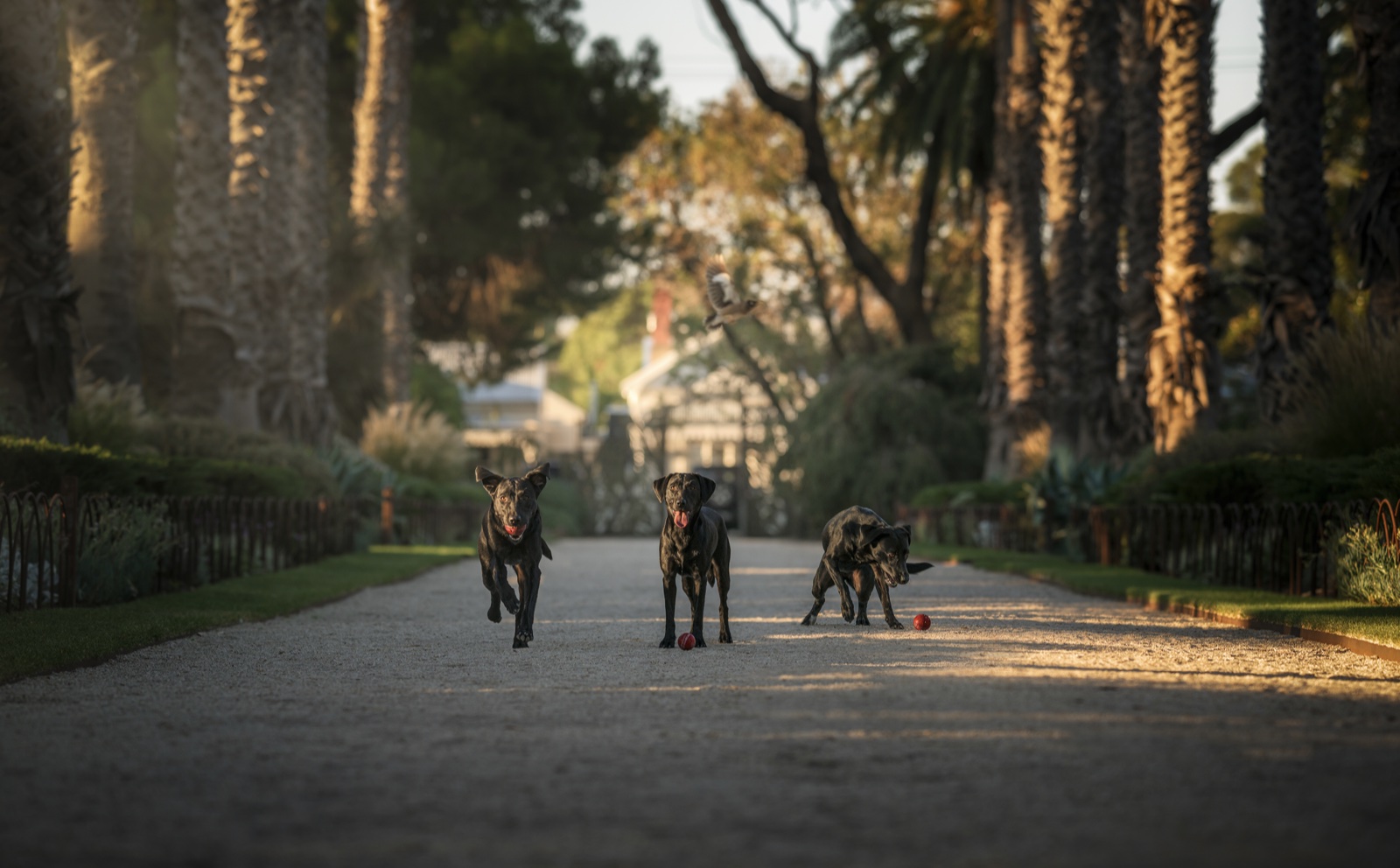 Murphy the black Labrador demonstrating the regulated state the four PACE modes — PLAY, ANCHOR, CALM, EXPLORE — are designed to produce