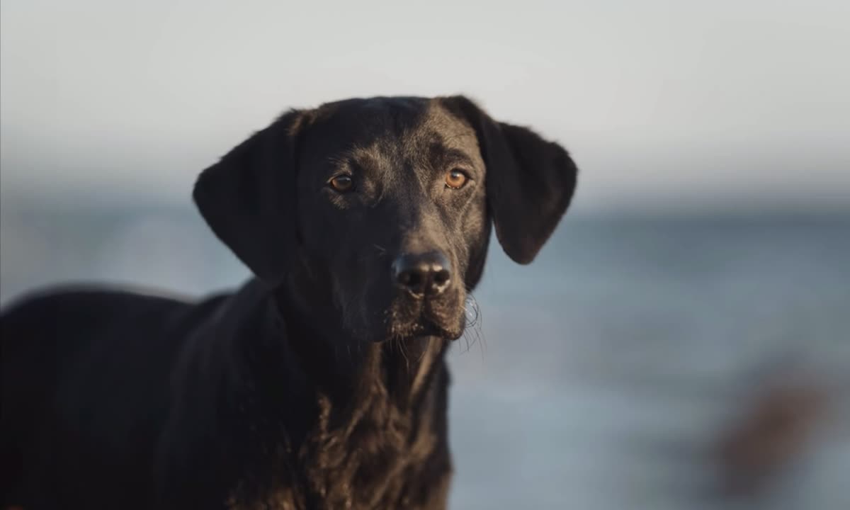 Black Labrador making soft eye contact with a relaxed face, the kind of low-arousal canine body language owners learn to read first