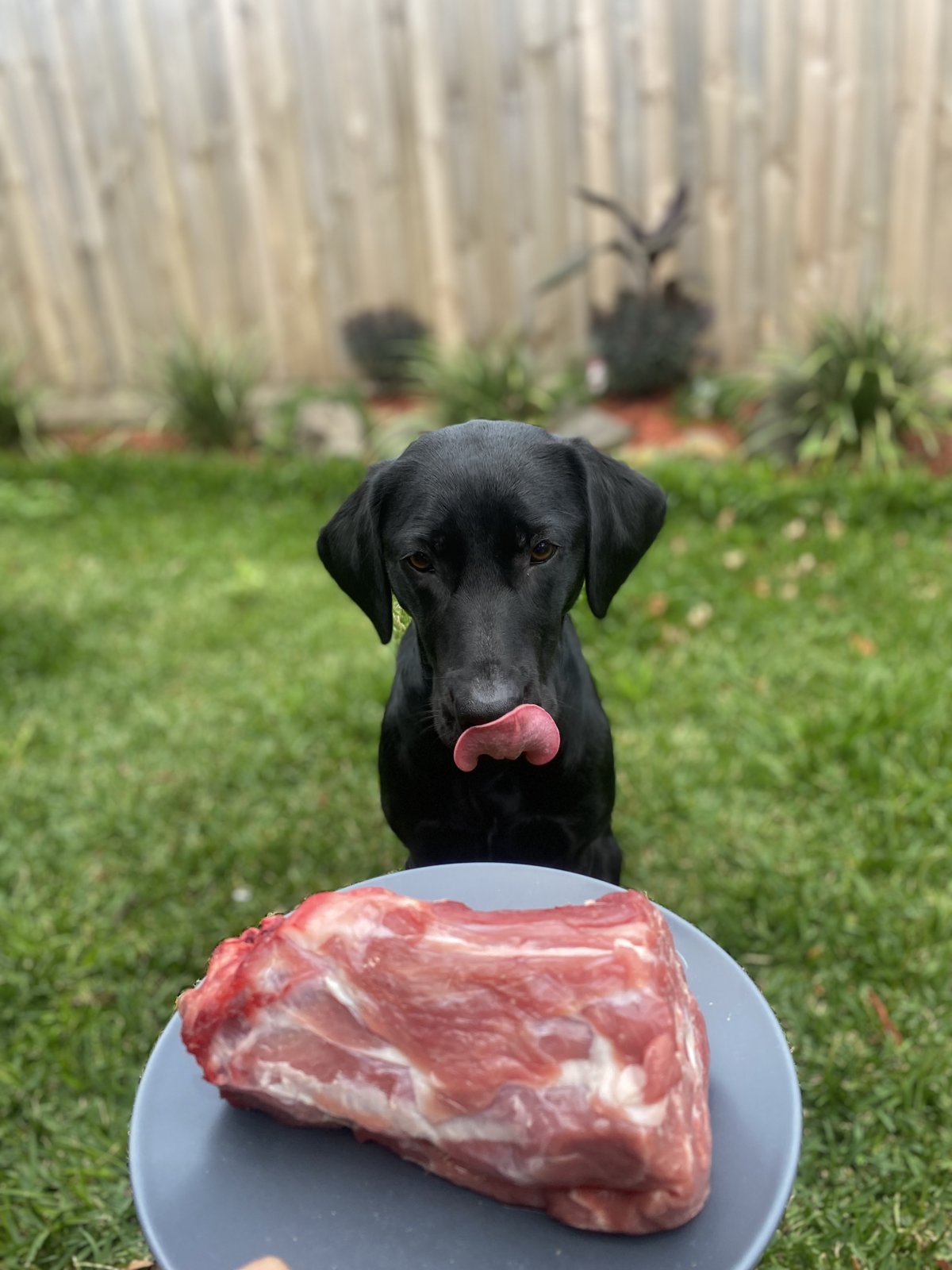 Murphy the black Labrador sitting politely in the garden, licking her lips, behind a huge raw meaty bone on a plate she has not been told she can have