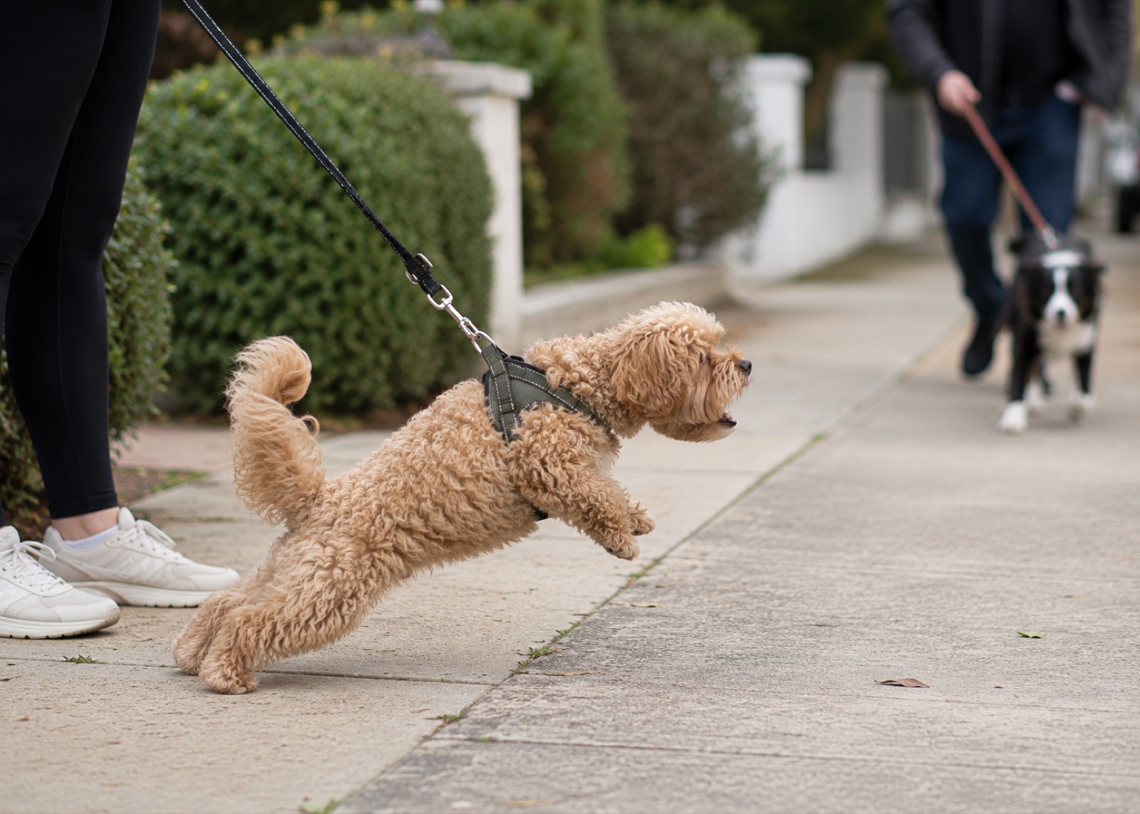 Private dog training session in Melbourne with Diona working one-on-one with an owner and their dog on lead handling and structure