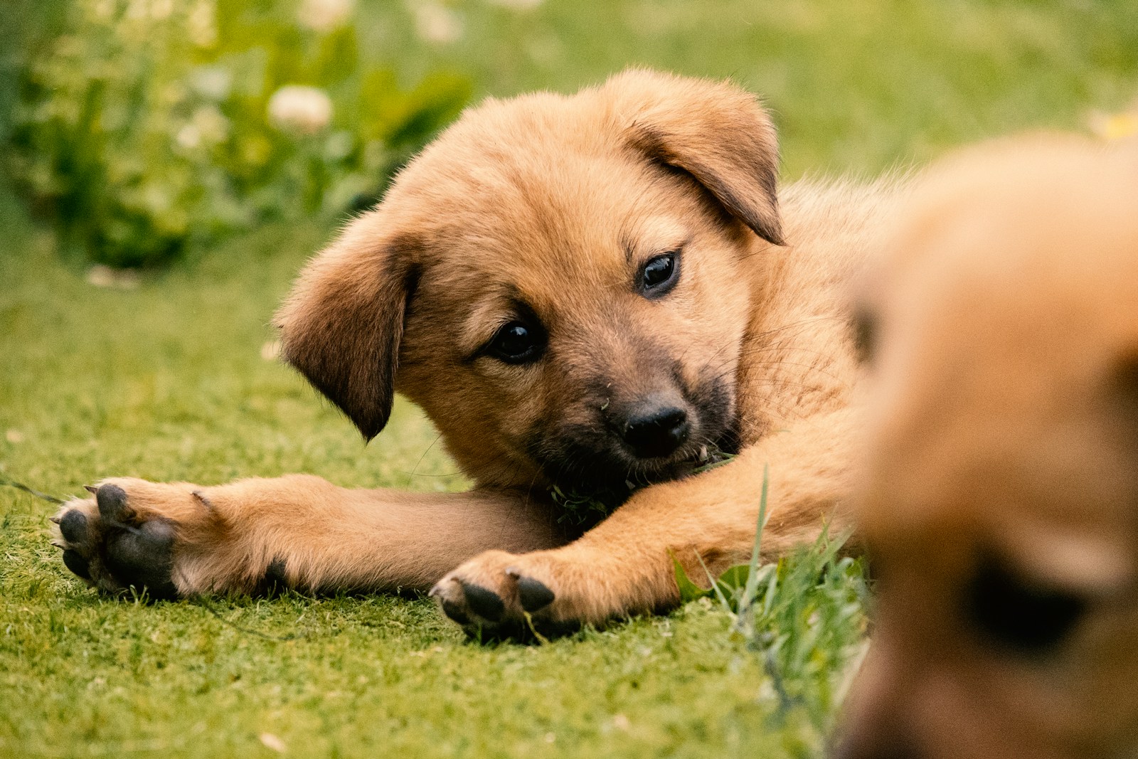 Young puppy lying on grass with a thoughtful gaze, in the developmental window between weeks 8 and 16 where every adult behaviour pattern is being installed at the family home