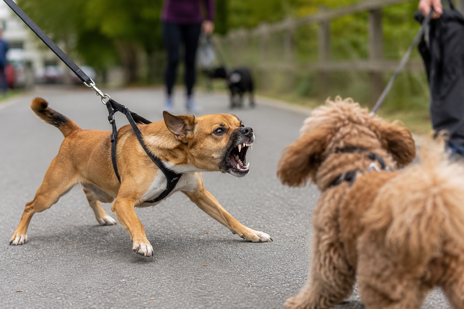 Reactive dog meeting another dog on a walk, the trigger sequence cycles are designed to replace until the dog can regulate around it