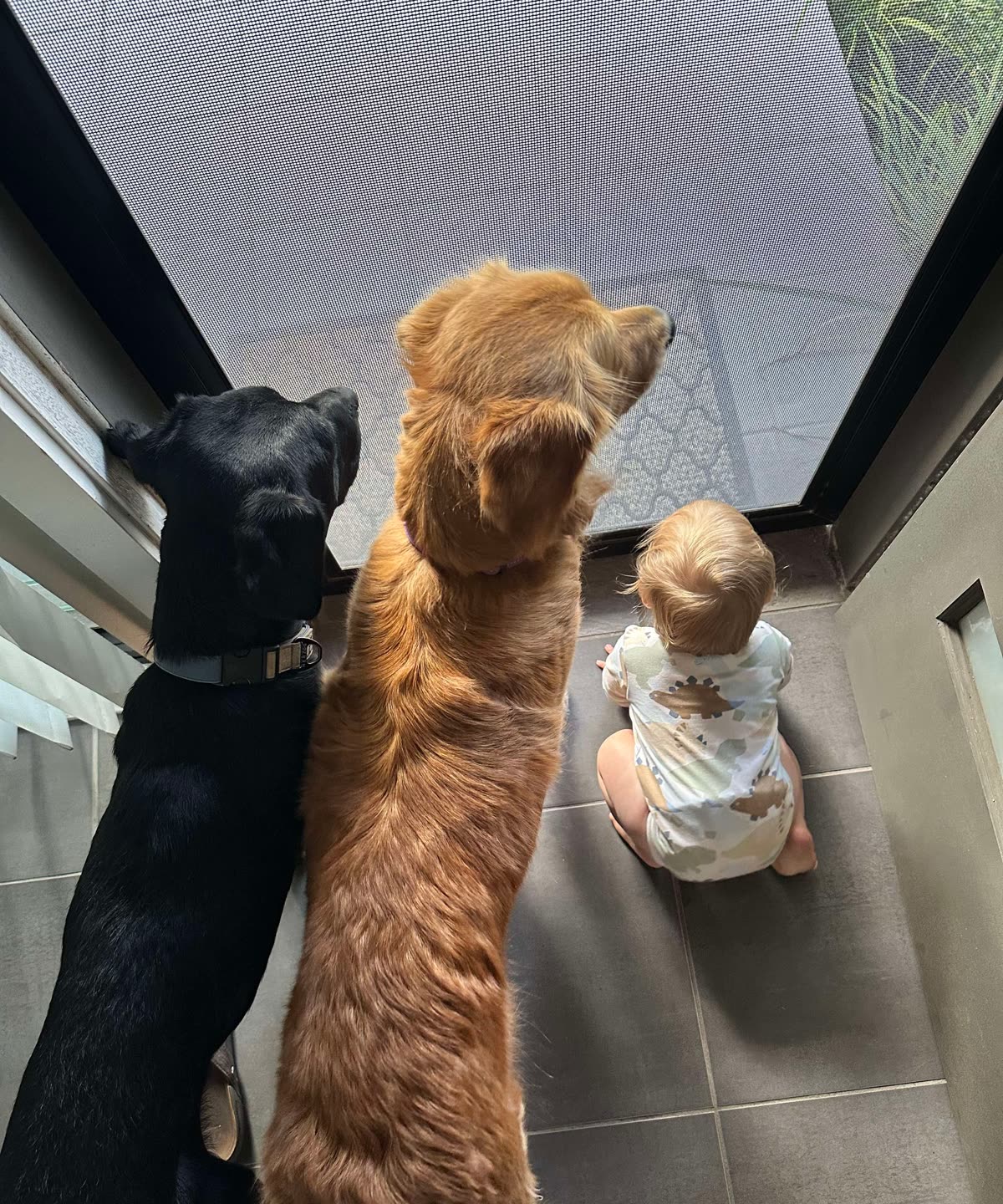 Two dogs sitting calmly either side of a baby at the flyscreen door, all three watching the garden together