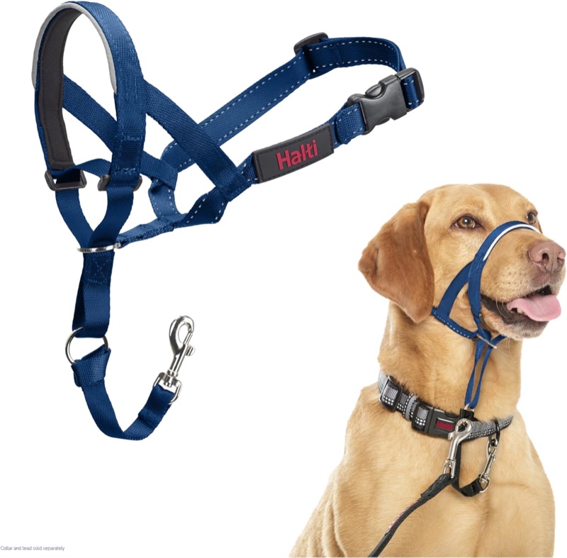 Halti face harness — head-steering harness fitted and introduced by Diona in sessions