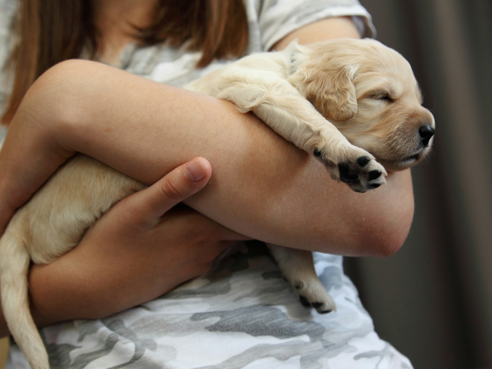 Owner holding a sleeping golden retriever puppy in their arms, the early household-bonding moment the Good Puppy Blueprint is built around