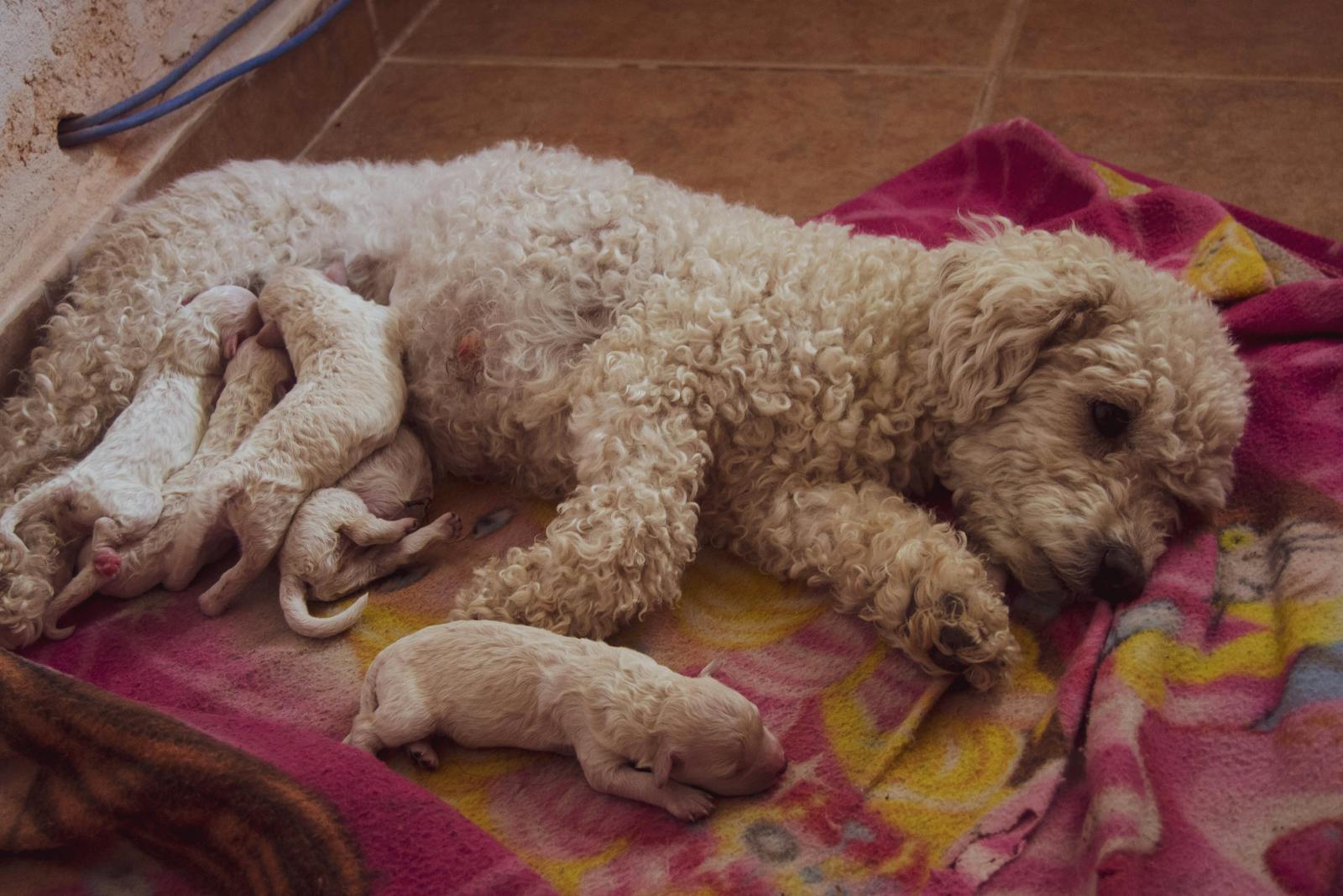 Mother dog nursing her litter in a clean home setting, the careful early-weeks setup the breeder partnership is built to extend into the puppy's new household